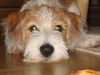Parson-Russell-Terrier Foto: Unser Eddie, 5 Monate (ID 29713) Parson-Russell-Terrier Hund