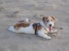 Parson-Russell-Terrier Foto: Erster Urlaub am Strand (ID 29883) Parson-Russell-Terrier Hund