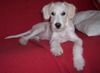 Parson-Russell-Terrier Foto: Emil mit 3 1/2 Monaten (ID 16015) Parson-Russell-Terrier Hund
