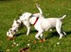 Parson-Russell-Terrier Foto: Emma u.Bien in Action (ID 9650) Parson-Russell-Terrier Hund