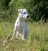 Parson-Russell-Terrier Hund