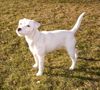 Parson-Russell-Terrier Foto: Emma 15 Monate (ID 9649) Parson-Russell-Terrier Hund