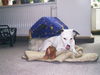Parson-Russell-Terrier Hund