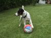 Parson-Russell-Terrier Foto: Fußball Euro 2004...Ihr hättet mich aufstellen sollen... (ID 12580) Parson-Russell-Terrier Hund