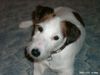 Parson-Russell-Terrier Hund
