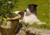 Parson-Russell-Terrier Foto: Fee (ID 8839) Parson-Russell-Terrier Hund