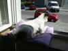 Parson-Russell-Terrier Hund