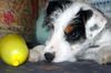 Parson-Russell-Terrier Hund