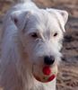 Parson-Russell-Terrier Foto: The Roadrunners Flow - (ID 9537) Parson-Russell-Terrier Hund