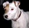 Parson-Russell-Terrier Foto: Flusenmonster (ID 9648) Parson-Russell-Terrier Hund