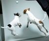 Parson-Russell-Terrier Hund