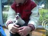 Parson-Russell-Terrier Hund