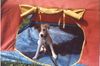 Parson-Russell-Terrier Hund
