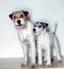 Parson-Russell-Terrier Hund