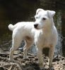 Parson-Russell-Terrier Hund