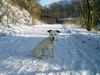 Parson-Russell-Terrier Hund
