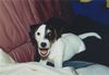 Parson-Russell-Terrier Hund