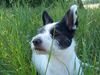 Parson-Russell-Terrier Hund