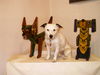 Parson-Russell-Terrier Foto: Hölzerne Freunde (ID 28269) Parson-Russell-Terrier Hund