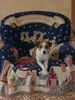 Parson-Russell-Terrier Hund