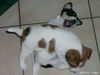 Parson-Russell-Terrier Foto: Autsch` mein Füßchen (ID 6493) Parson-Russell-Terrier Hund