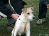 Parson-Russell-Terrier Foto: Amigo aus Poppendorf (ID 6668) Parson-Russell-Terrier Hund