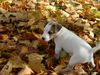 Parson-Russell-Terrier Hund