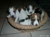 Parson-Russell-Terrier Foto: 5 Strolche aus Franken (ID 6455) Parson-Russell-Terrier Hund