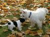 Parson-Russell-Terrier Hund