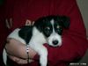 Parson-Russell-Terrier Foto: Aragon 8 Wochen (ID 6990) Parson-Russell-Terrier Hund