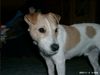 Parson-Russell-Terrier Foto: Amigo ein guter Freund (ID 6669) Parson-Russell-Terrier Hund