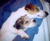 Parson-Russell-Terrier Hund