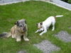 Parson-Russell-Terrier Hund