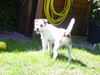 Parson-Russell-Terrier Hund