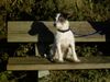 Parson-Russell-Terrier Foto: Angie genießt die ersten Sonnenstrahlen (ID 10277) Parson-Russell-Terrier Hund