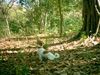 Parson-Russell-Terrier Hund