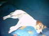 Parson-Russell-Terrier Hund