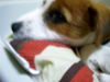 Parson-Russell-Terrier Foto: Parson- Russell sind von klein auf extrem kinderlieb (ID 28370) Parson-Russell-Terrier Hund