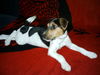 Parson-Russell-Terrier Hund