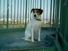 Parson-Russell-Terrier Hund