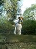 Parson-Russell-Terrier Hund