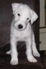 Parson-Russell-Terrier Hund