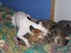 Parson-Russell-Terrier Foto: Anny & Mini beim Kuscheln (ID 10913) Parson-Russell-Terrier Hund