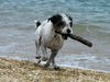 Parson-Russell-Terrier Foto: Davinci (ID 32187) Parson-Russell-Terrier Hund