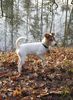 Parson-Russell-Terrier Foto: Lucy im Wald (ID 9010) Parson-Russell-Terrier Hund