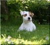 Parson-Russell-Terrier Hund
