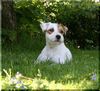 Parson-Russell-Terrier Foto: Wer kann diesem Blick wiederstehen??! (ID 38176) Parson-Russell-Terrier Hund