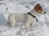 Parson-Russell-Terrier Foto: Lucy im Schnee (ID 9013) Parson-Russell-Terrier Hund