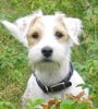 Parson-Russell-Terrier Hund