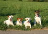 Parson-Russell-Terrier Hund